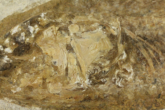 典型的なノジュール古代魚化石。一級美品。（その18）