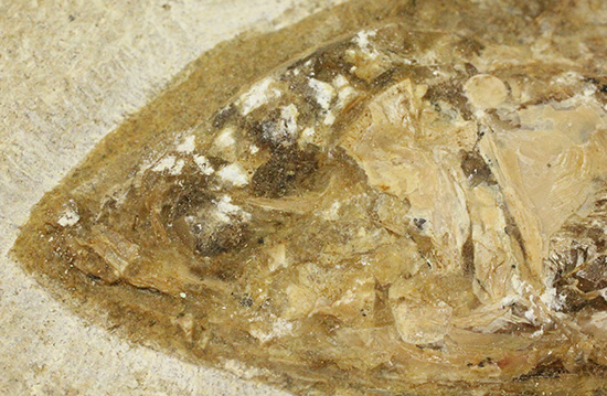 典型的なノジュール古代魚化石。一級美品。(その19)