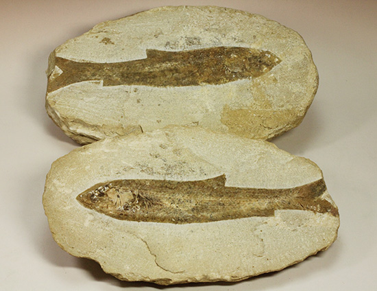 典型的なノジュール古代魚化石。一級美品。