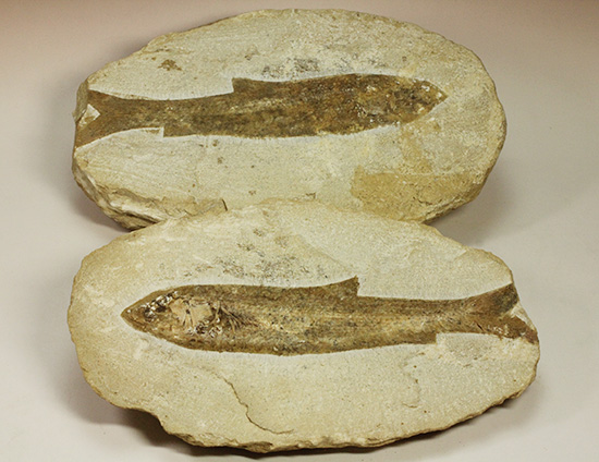 典型的なノジュール古代魚化石。一級美品。(その2)