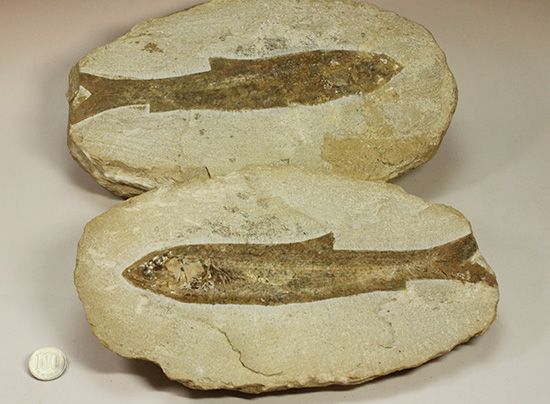典型的なノジュール古代魚化石。一級美品。(その20)