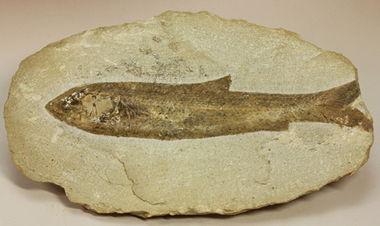 典型的なノジュール古代魚化石。一級美品。（その3）