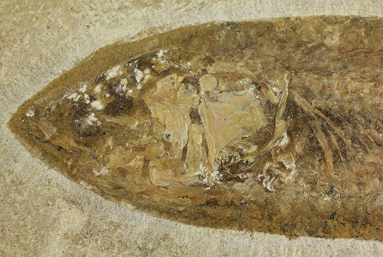 典型的なノジュール古代魚化石。一級美品。（その4）