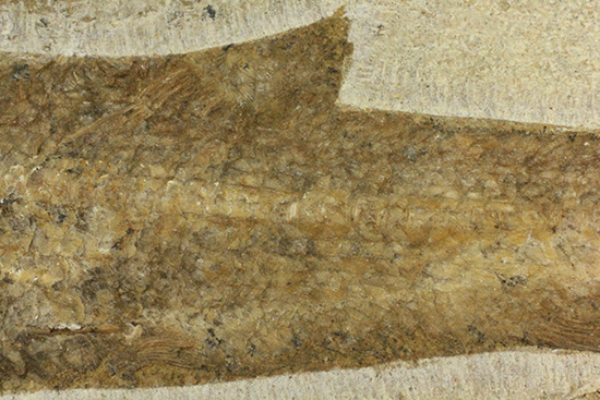 典型的なノジュール古代魚化石。一級美品。(その6)