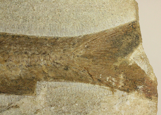 典型的なノジュール古代魚化石。一級美品。(その7)