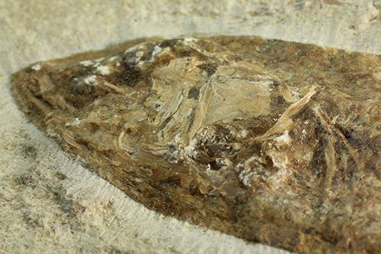 典型的なノジュール古代魚化石。一級美品。（その8）
