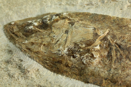 典型的なノジュール古代魚化石。一級美品。(その8)