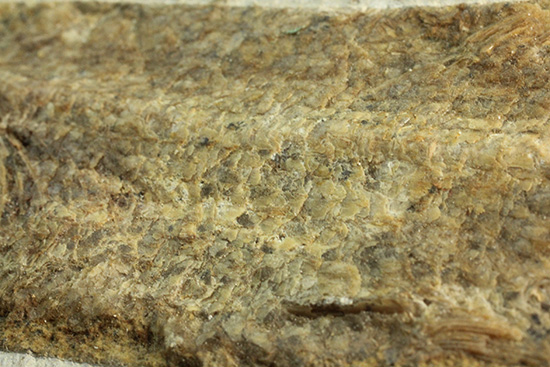 典型的なノジュール古代魚化石。一級美品。(その9)