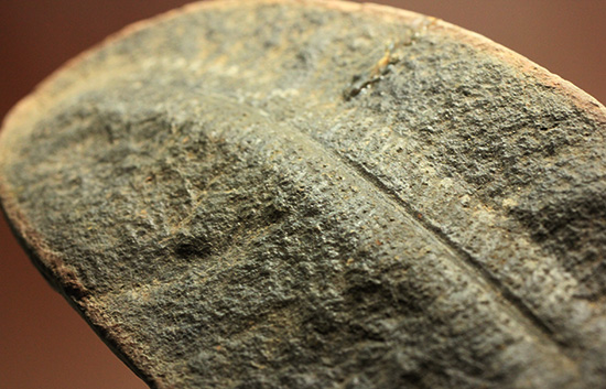 シダ類の完全標本。石炭にならずに化石になりました。