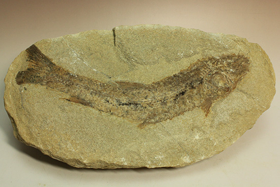 ブラジル産古代魚の化石。白亜紀の海が詰まっています！