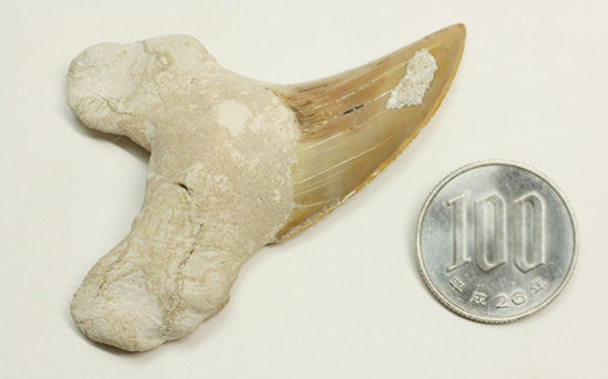 食物連鎖の頂点に君臨したサメの歯化石、オトダス。エナメル質状態良好です。（その13）