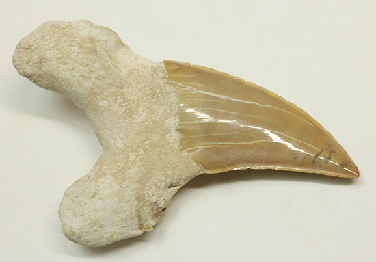 食物連鎖の頂点に君臨したサメの歯化石、オトダス。エナメル質状態良好です。（その2）