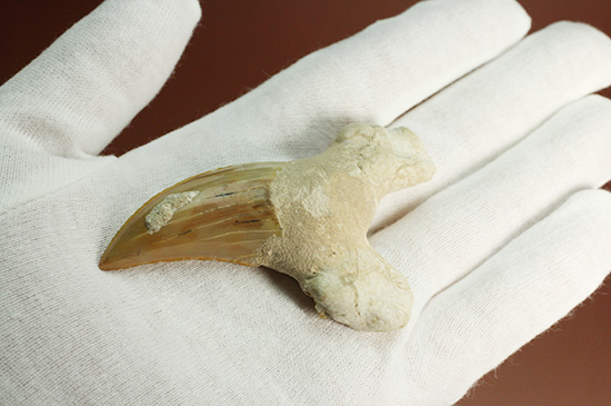 食物連鎖の頂点に君臨したサメの歯化石、オトダス。エナメル質状態良好です。（その3）