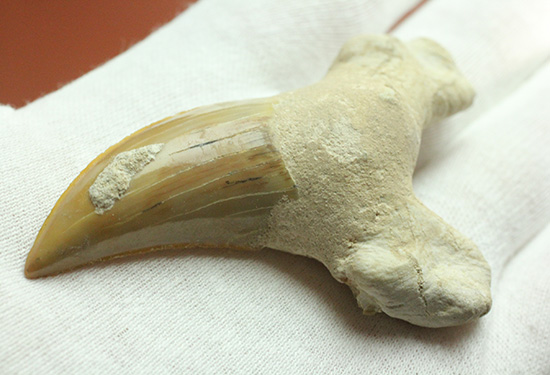 食物連鎖の頂点に君臨したサメの歯化石、オトダス。エナメル質状態良好です。（その4）