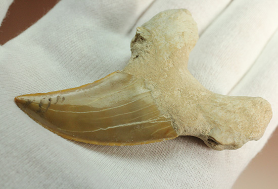 食物連鎖の頂点に君臨したサメの歯化石、オトダス。エナメル質状態良好です。（その6）