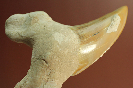食物連鎖の頂点に君臨したサメの歯化石、オトダス。エナメル質状態良好です。（その8）