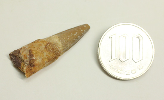最初の1本に!肉食恐竜スピノサウルスの歯化石(その8)