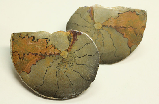 ユニークな隔壁模様が特徴の、ヘマタイトアンモナイトペア化石(Ammonite)