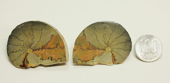ユニークな隔壁模様が特徴の、ヘマタイトアンモナイトペア化石(Ammonite)（その10）