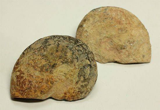 ユニークな隔壁模様が特徴の、ヘマタイトアンモナイトペア化石(Ammonite)(その4)