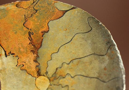 ユニークな隔壁模様が特徴の、ヘマタイトアンモナイトペア化石(Ammonite)(その6)