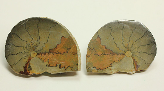 ユニークな隔壁模様が特徴の、ヘマタイトアンモナイトペア化石(Ammonite)(その7)