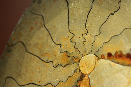 ユニークな隔壁模様が特徴の、ヘマタイトアンモナイトペア化石(Ammonite)(その8)
