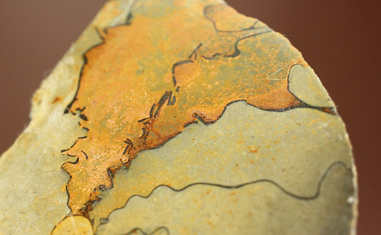 ユニークな隔壁模様が特徴の、ヘマタイトアンモナイトペア化石(Ammonite)(その9)