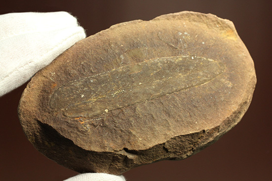 大陸移動説の証拠化石となった、グロッソプテリス化石(Glossopteris) （その1）