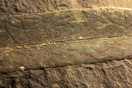 大陸移動説の証拠化石となった、グロッソプテリス化石(Glossopteris) (その3)