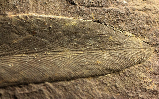大陸移動説の証拠化石となった、グロッソプテリス化石(Glossopteris) (その4)