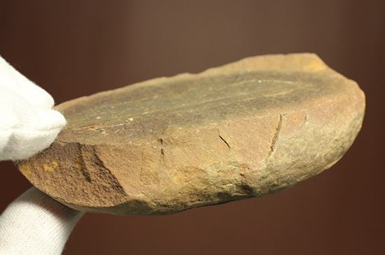 大陸移動説の証拠化石となった、グロッソプテリス化石(Glossopteris) (その6)