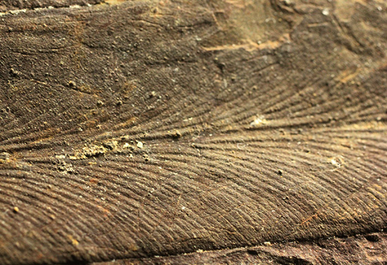 大陸移動説の証拠化石となった、グロッソプテリス化石(Glossopteris) （その7）
