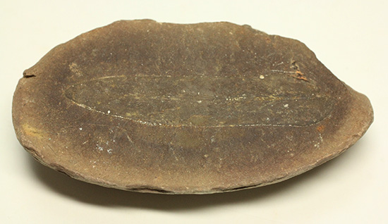 大陸移動説の証拠化石となった、グロッソプテリス化石(Glossopteris) (その8)