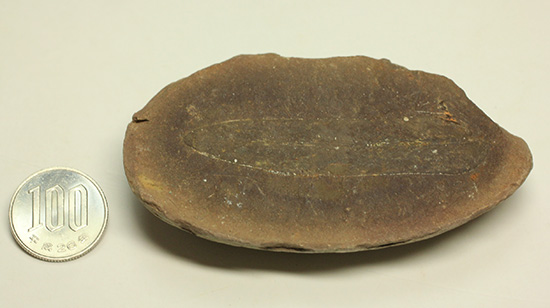 大陸移動説の証拠化石となった、グロッソプテリス化石(Glossopteris) （その9）