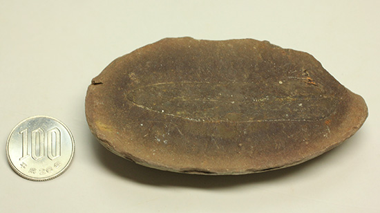 大陸移動説の証拠化石となった、グロッソプテリス化石(Glossopteris) (その9)