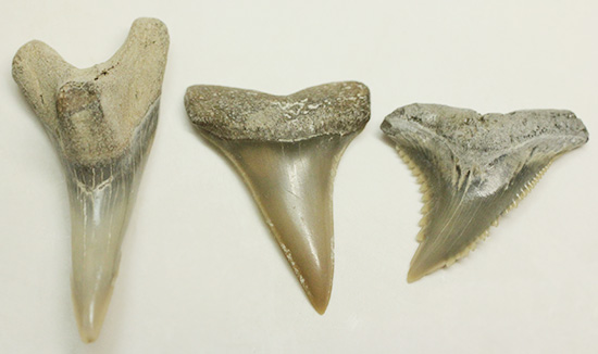 米国産サメの歯化石3種セット（その14）
