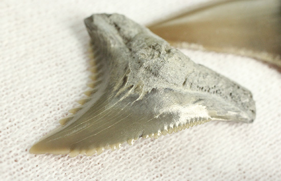 米国産サメの歯化石3種セット（その3）
