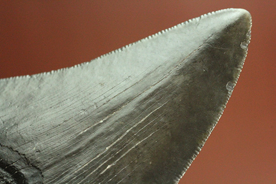 ロマンたっぷりのブラックメガロドンの上質な歯化石（その11）
