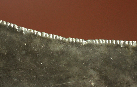 ロマンたっぷりのブラックメガロドンの上質な歯化石（その12）