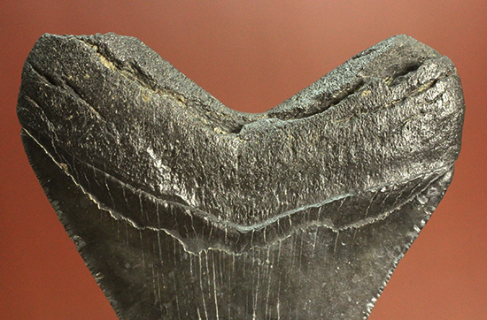 ロマンたっぷりのブラックメガロドンの上質な歯化石（その13）