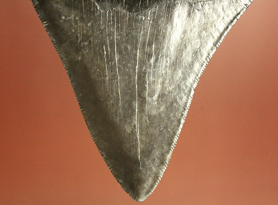 ロマンたっぷりのブラックメガロドンの上質な歯化石（その14）