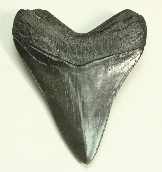 ロマンたっぷりのブラックメガロドンの上質な歯化石（その15）