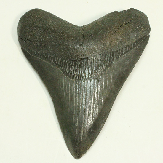 ロマンたっぷりのブラックメガロドンの上質な歯化石（その16）