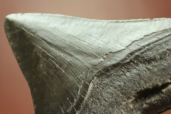 ロマンたっぷりのブラックメガロドンの上質な歯化石（その18）