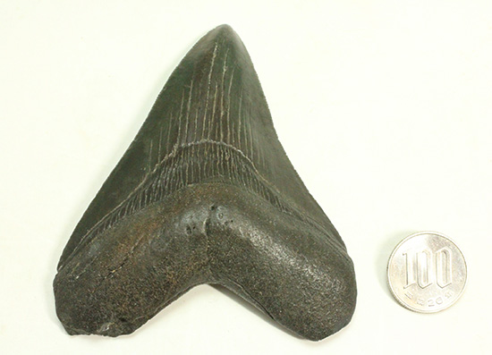 ロマンたっぷりのブラックメガロドンの上質な歯化石（その19）