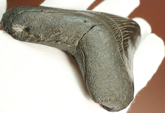 ロマンたっぷりのブラックメガロドンの上質な歯化石（その5）