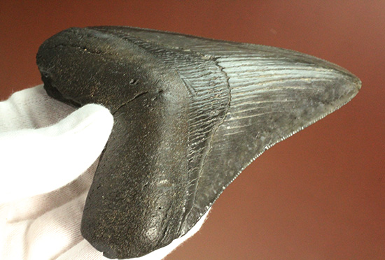 ロマンたっぷりのブラックメガロドンの上質な歯化石