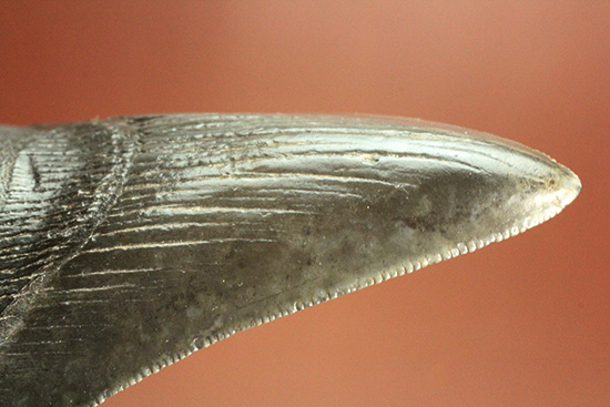 ロマンたっぷりのブラックメガロドンの上質な歯化石（その7）