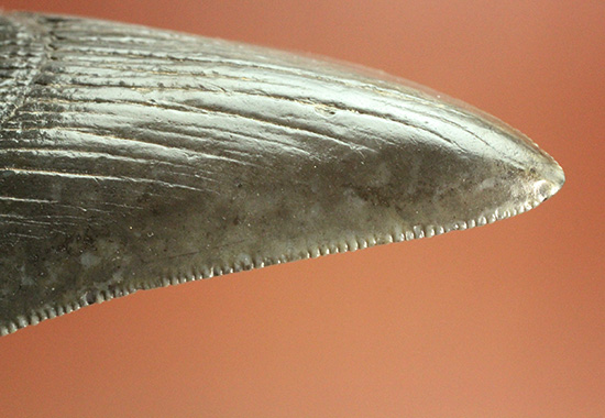 ロマンたっぷりのブラックメガロドンの上質な歯化石（その8）